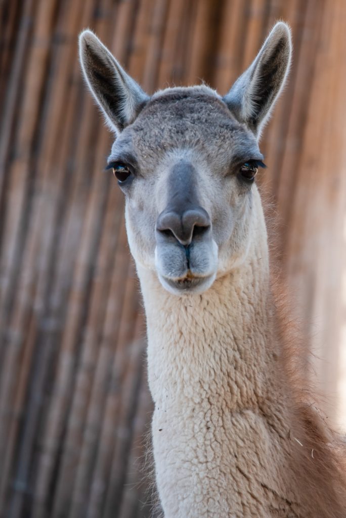 profile picture of a llama