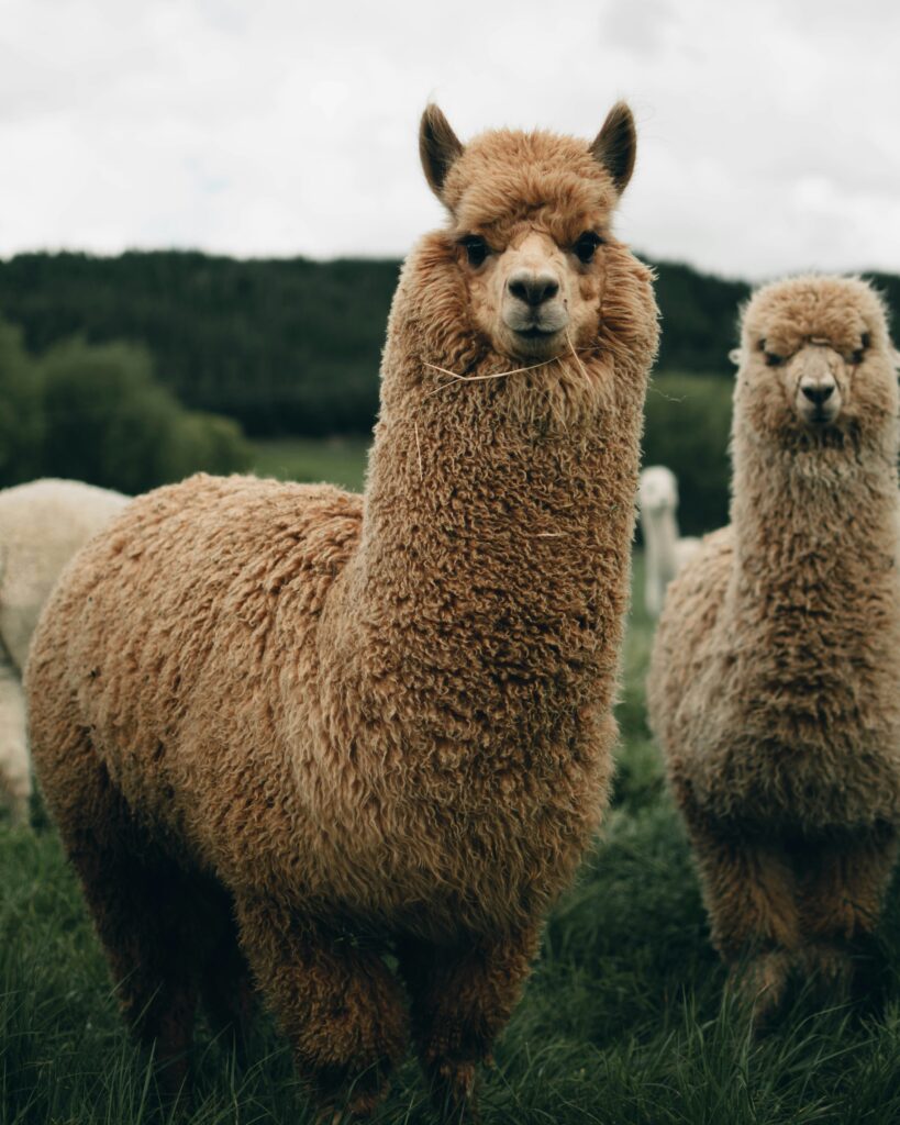 two brown llamas in a field