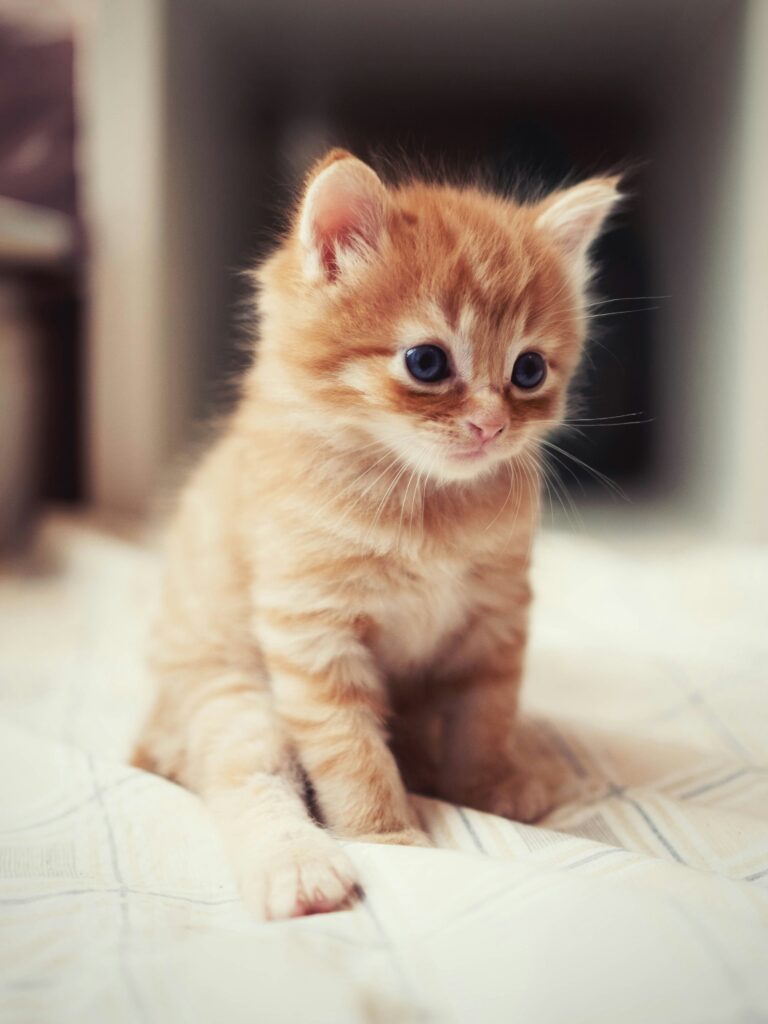 orange kitten on a bed