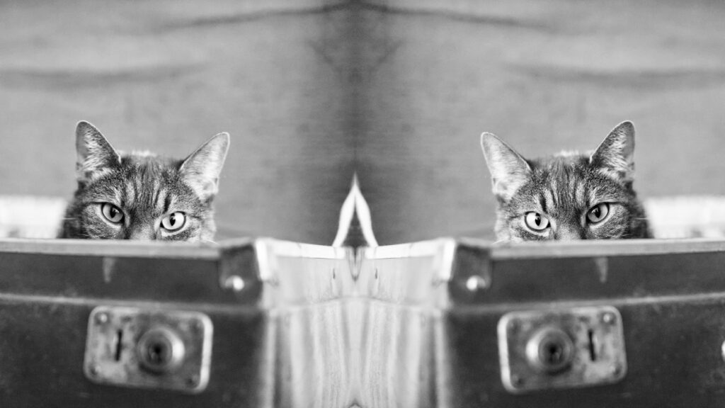 cat in a briefcase peering over the edge, flipped and duplicated so that it appears two cats are looking at one another