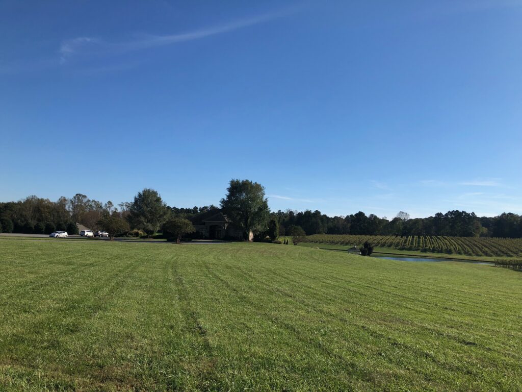 Field at Shadow Springs Vineyard, Hamptonville, NC