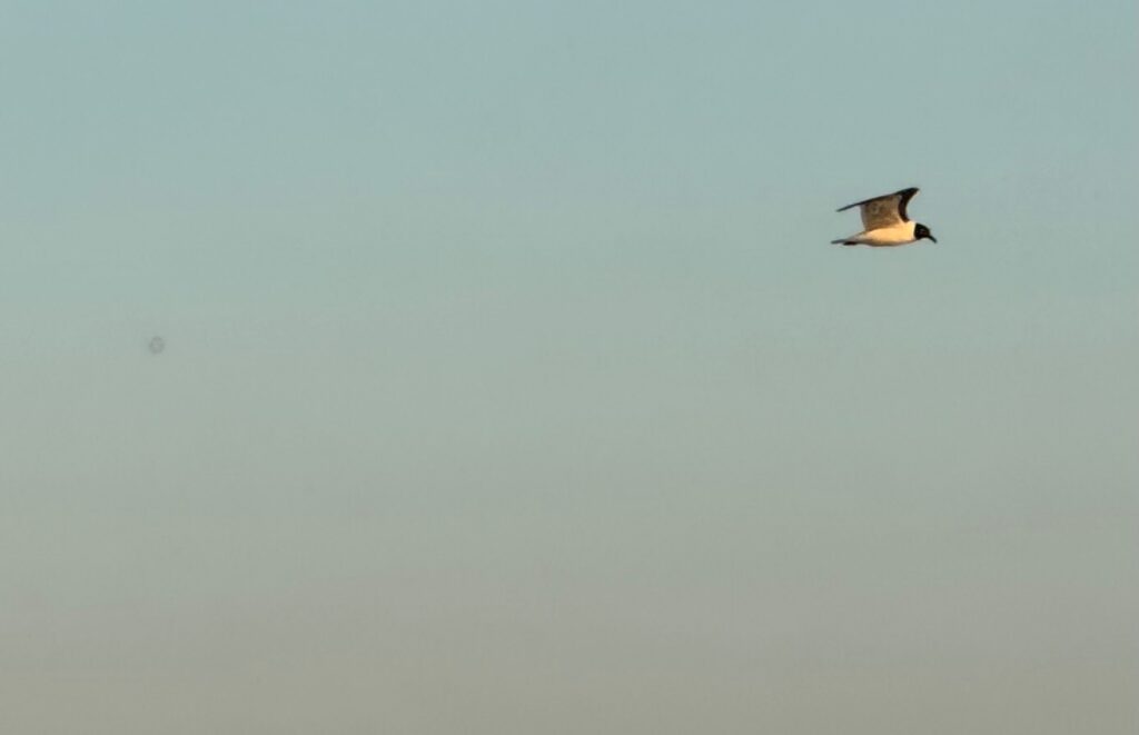 Seagull in flight