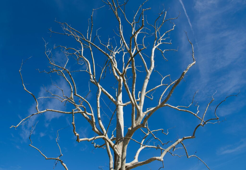 a tree with white bark against a blue sky, reminiscent of the White Tree of Gondor